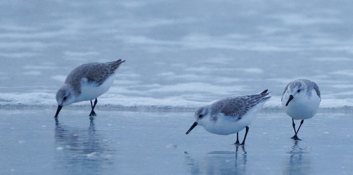 Txirri zuria - ML646656573