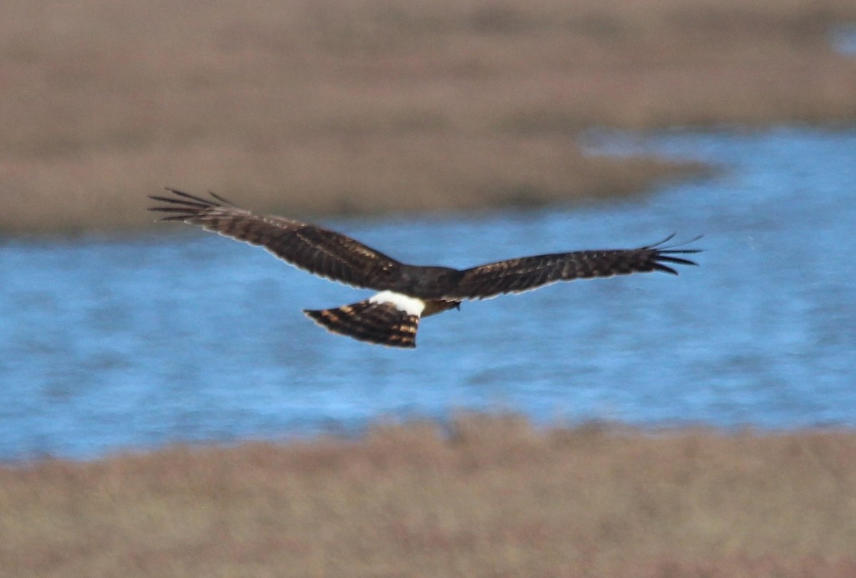 Northern Harrier - ML646656574