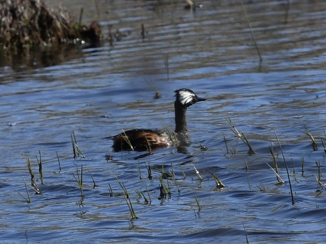 White-tufted Grebe - ML646656579