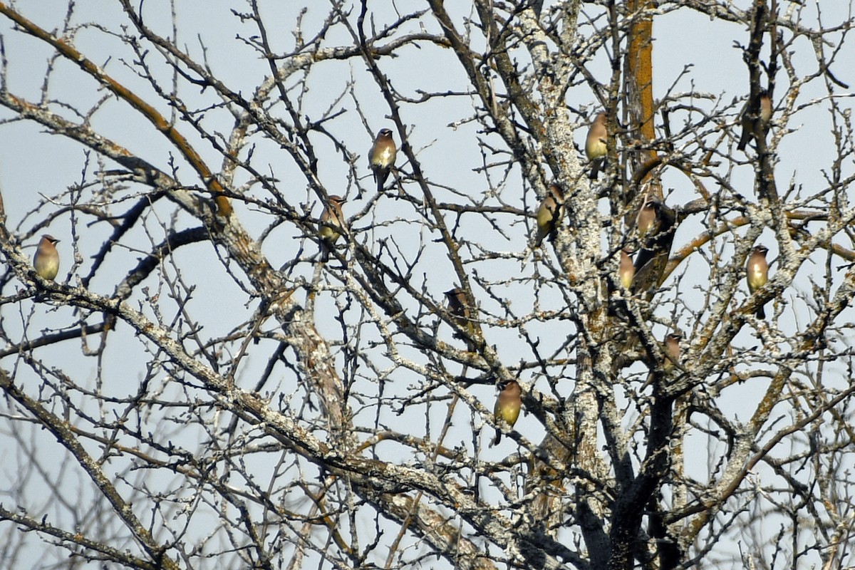Cedar Waxwing - ML646656583