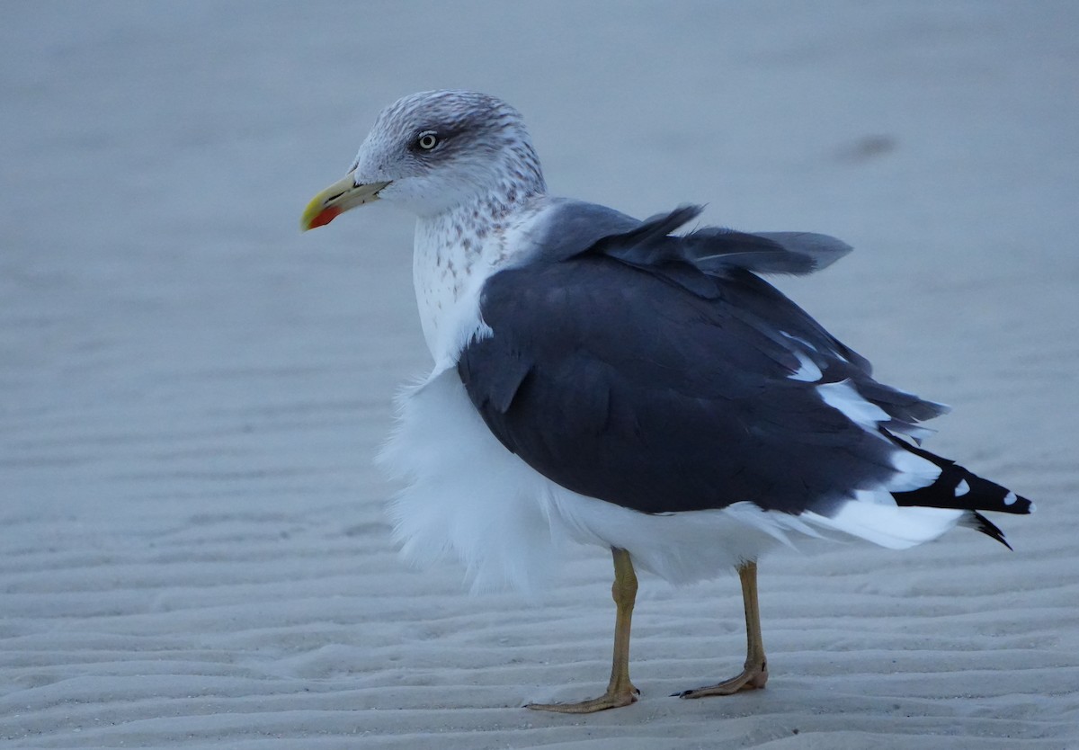 Kaio iluna - ML646656587