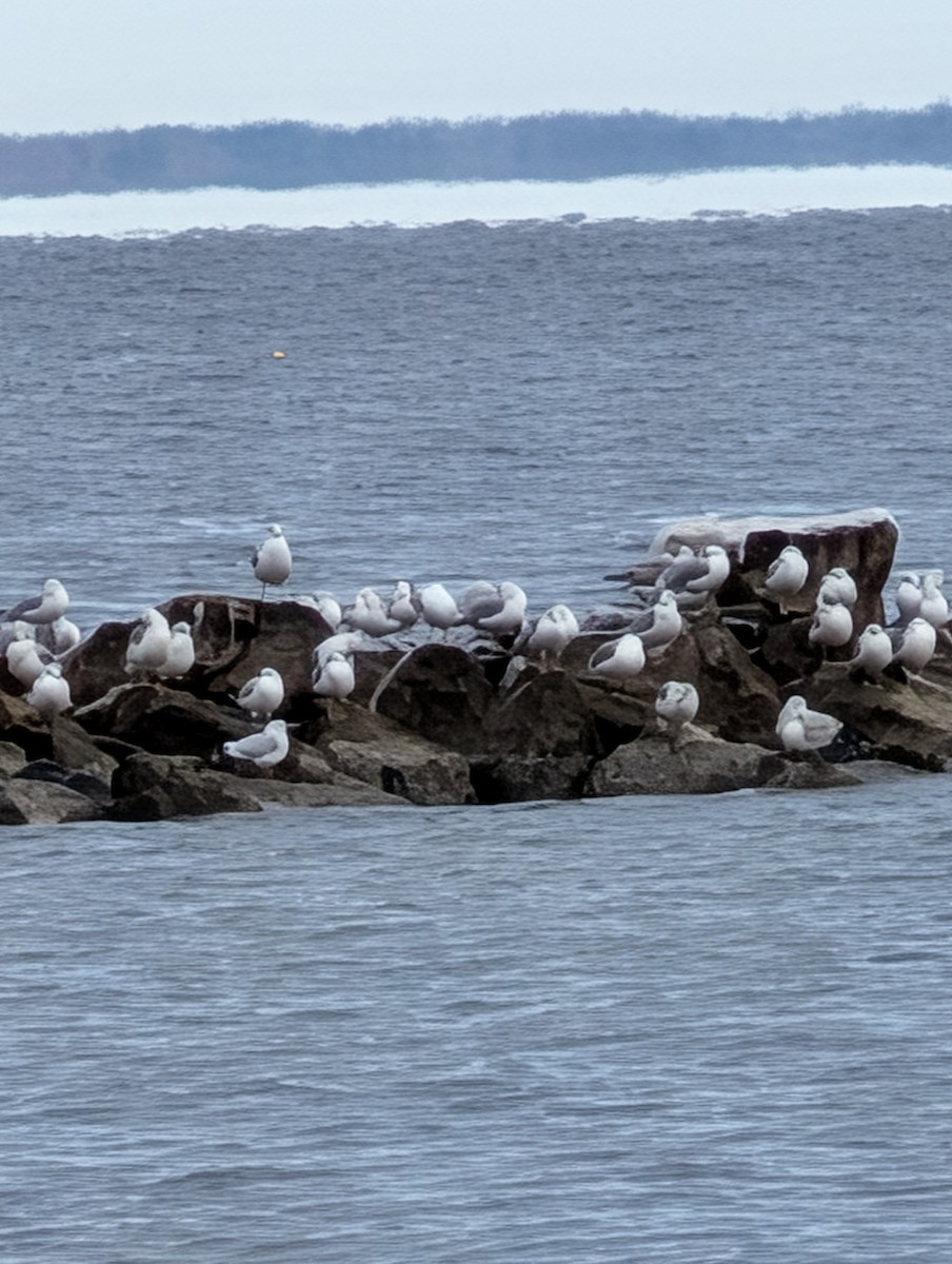Ring-billed Gull - ML646656589