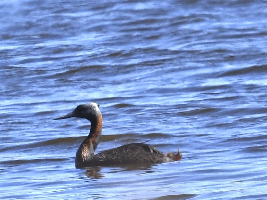 Great Grebe - ML646656590