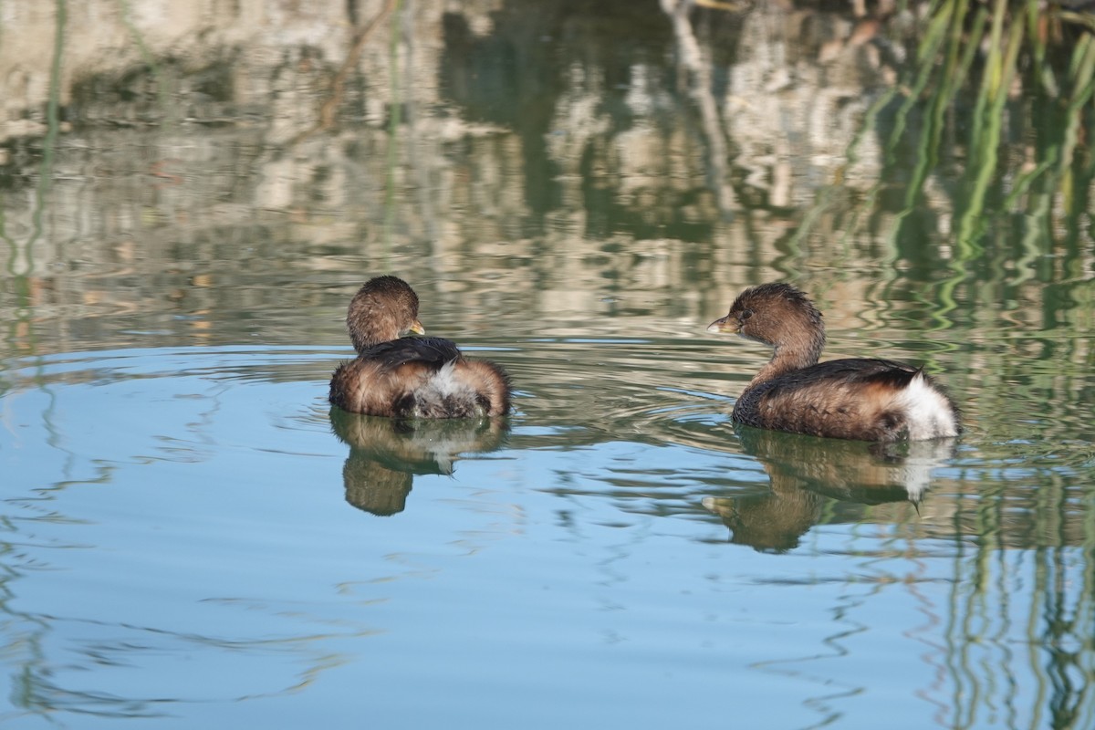 Txilinporta mokolodia - ML646656591