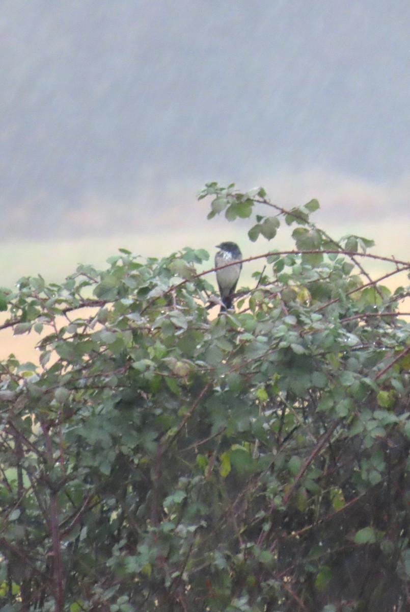 Chara Californiana - ML646656592