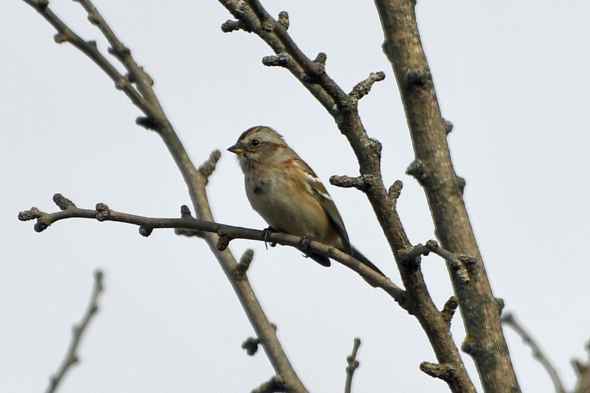 American Tree Sparrow - ML646656593