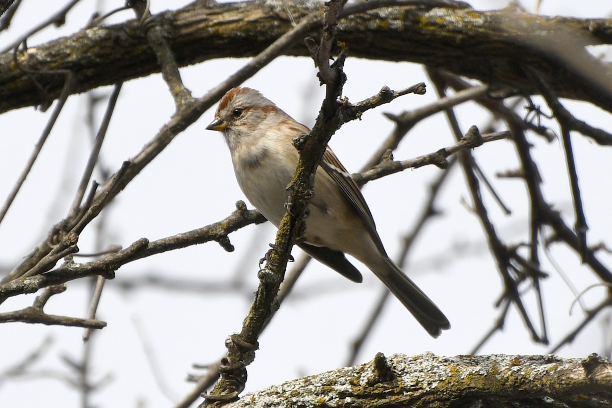 American Tree Sparrow - ML646656594