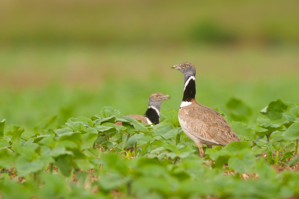 Little Bustard - ML646656595
