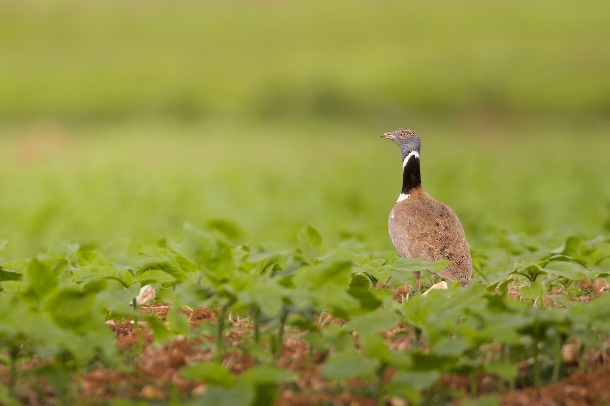 Little Bustard - ML646656596