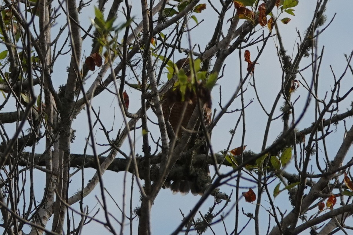 Kızıl Omuzlu Şahin - ML646656597