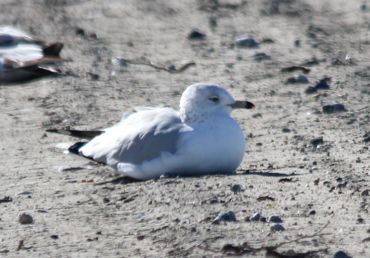 Ring-billed Gull - ML646656598