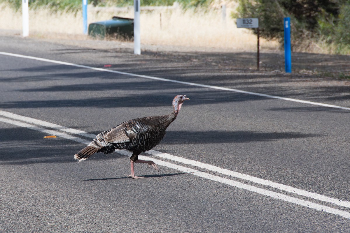 Wild Turkey - ML646656600