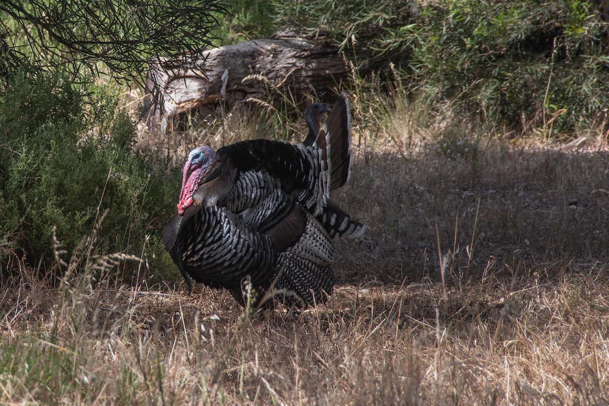 Wild Turkey - ML646656601