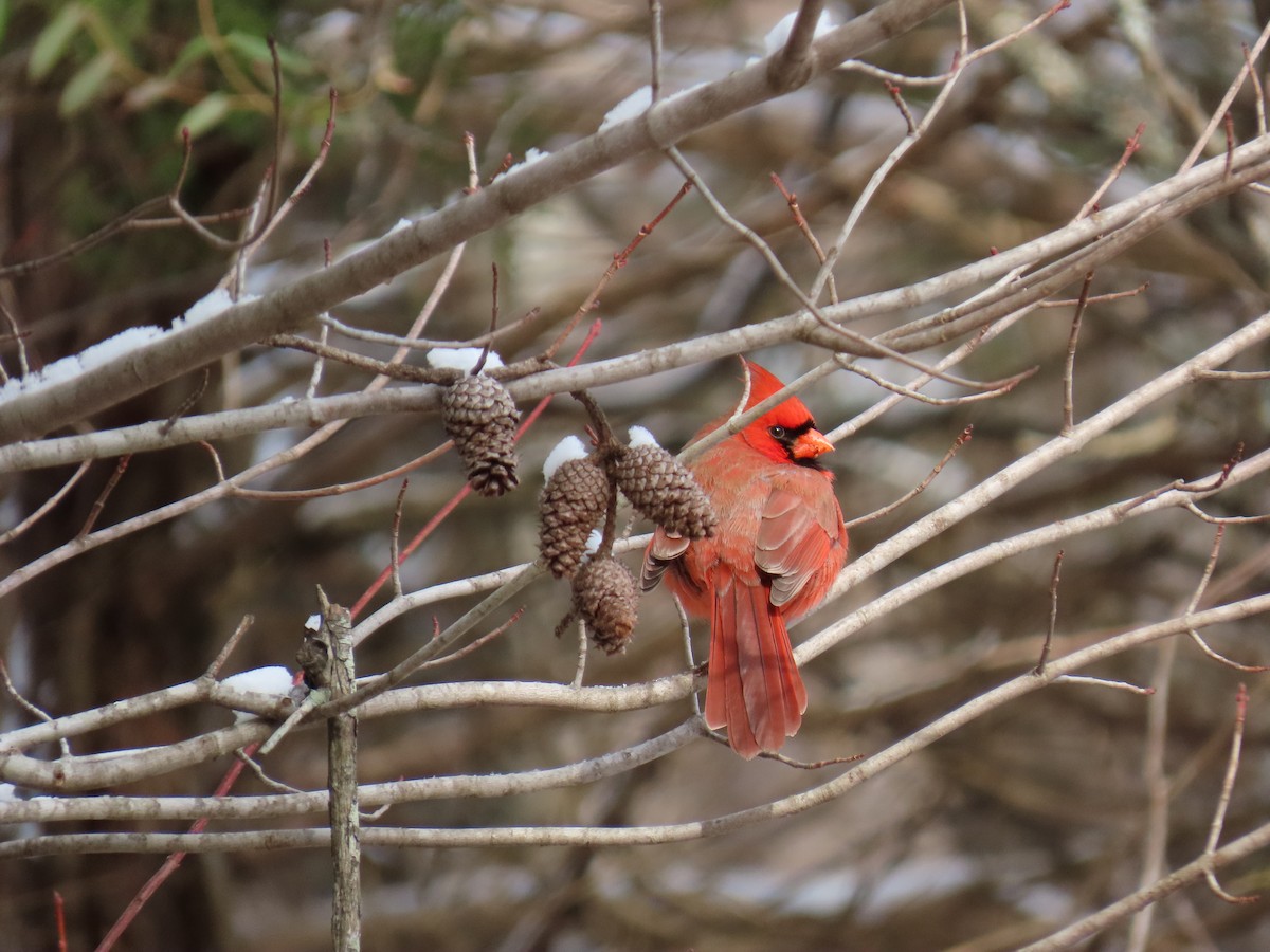 Northern Cardinal - ML646656602