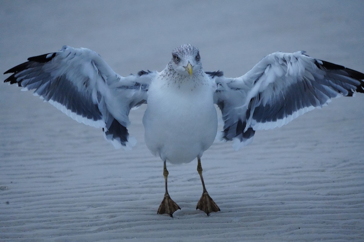 Kaio iluna - ML646656607