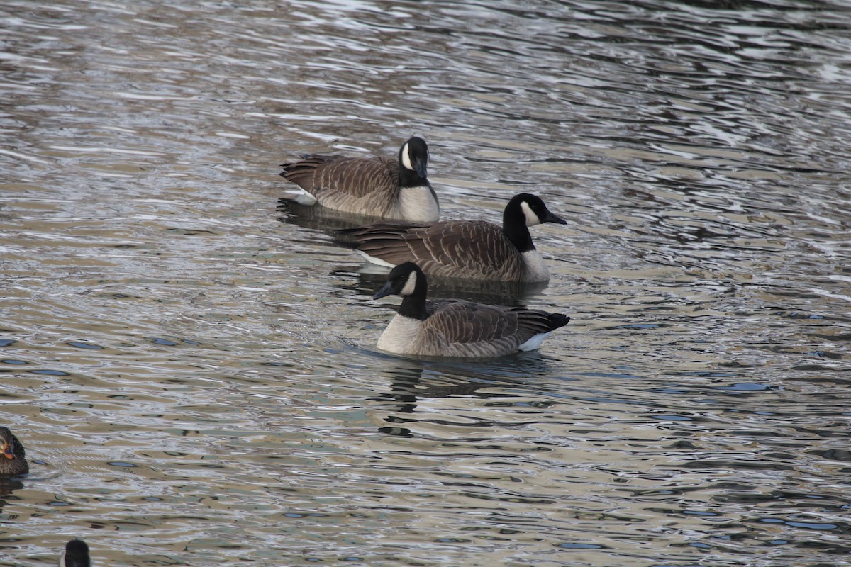 Canada Goose - ML646656608