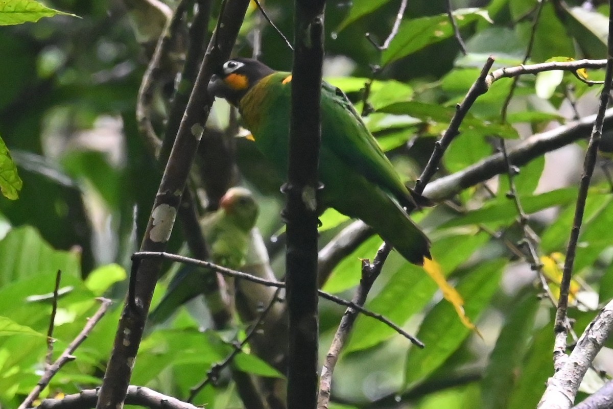 Orange-cheeked Parrot - ML646656610