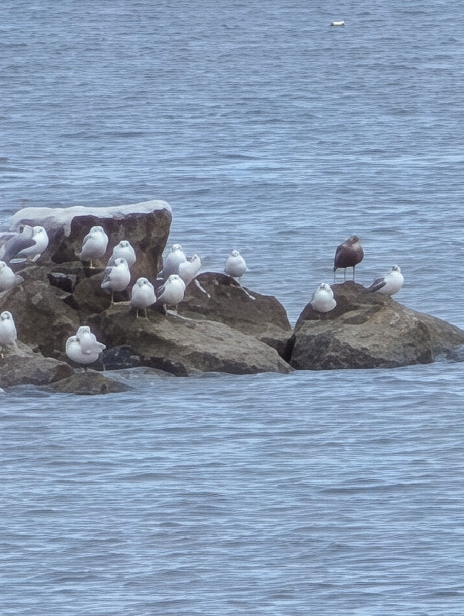 Lesser Black-backed Gull - ML646656611