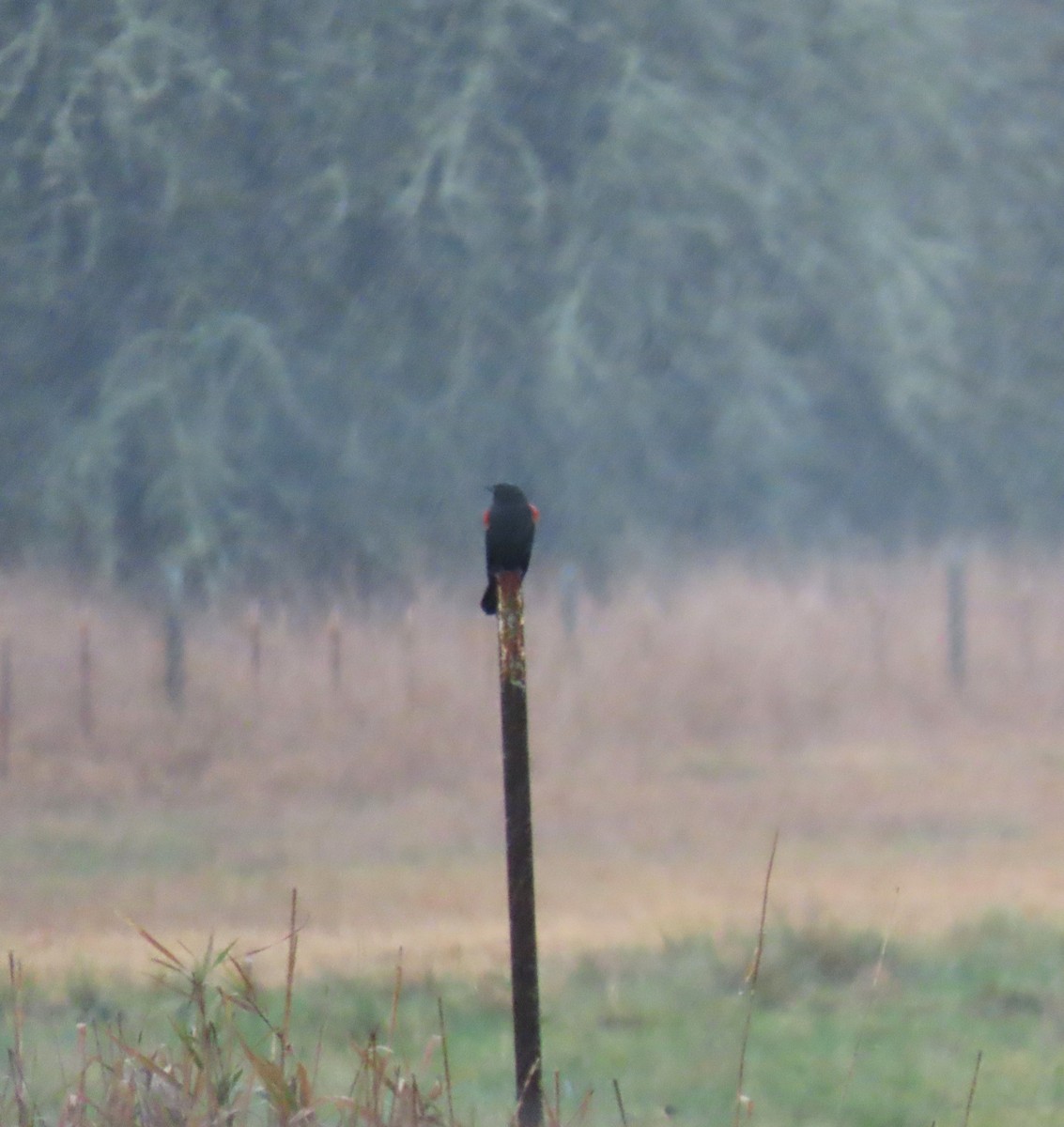 Sargento Alirrojo - ML646656612