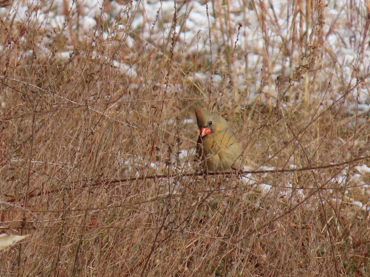 Northern Cardinal - ML646656613