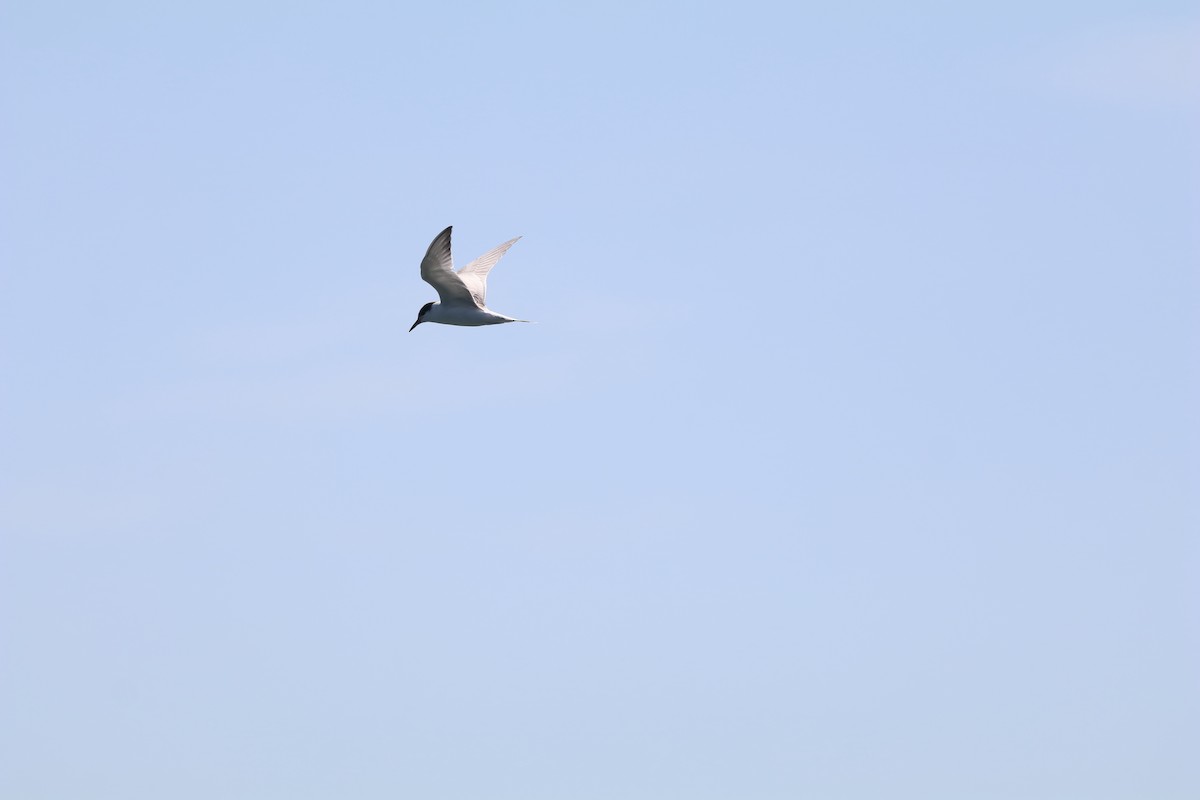 Sterna codalunga - ML646656614