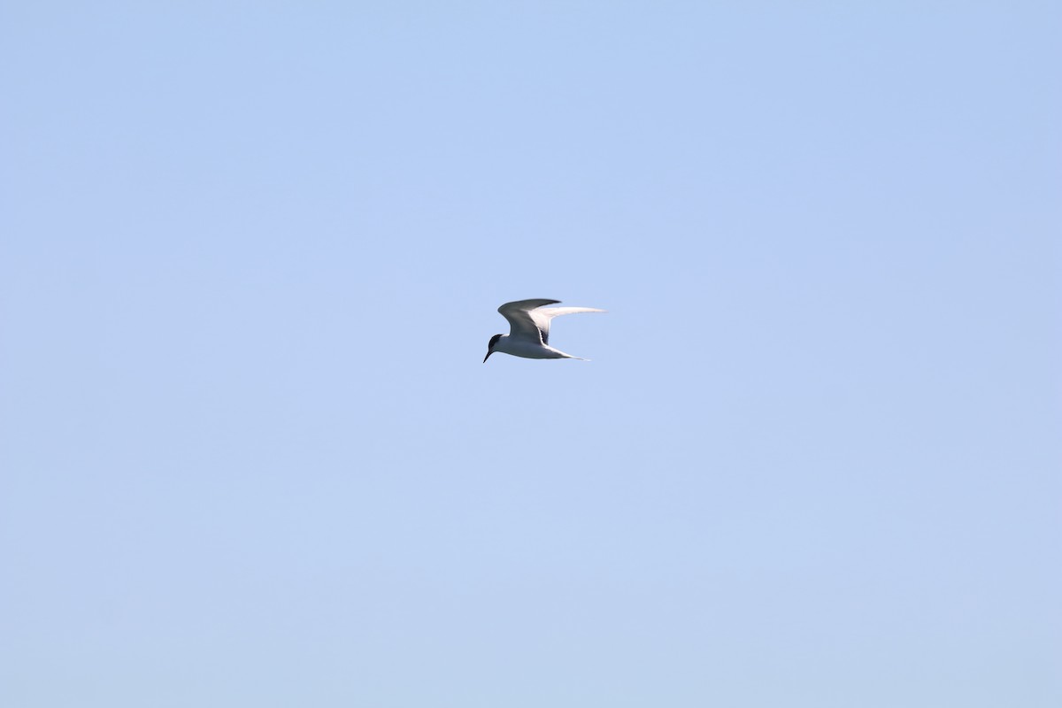 Sterna codalunga - ML646656615