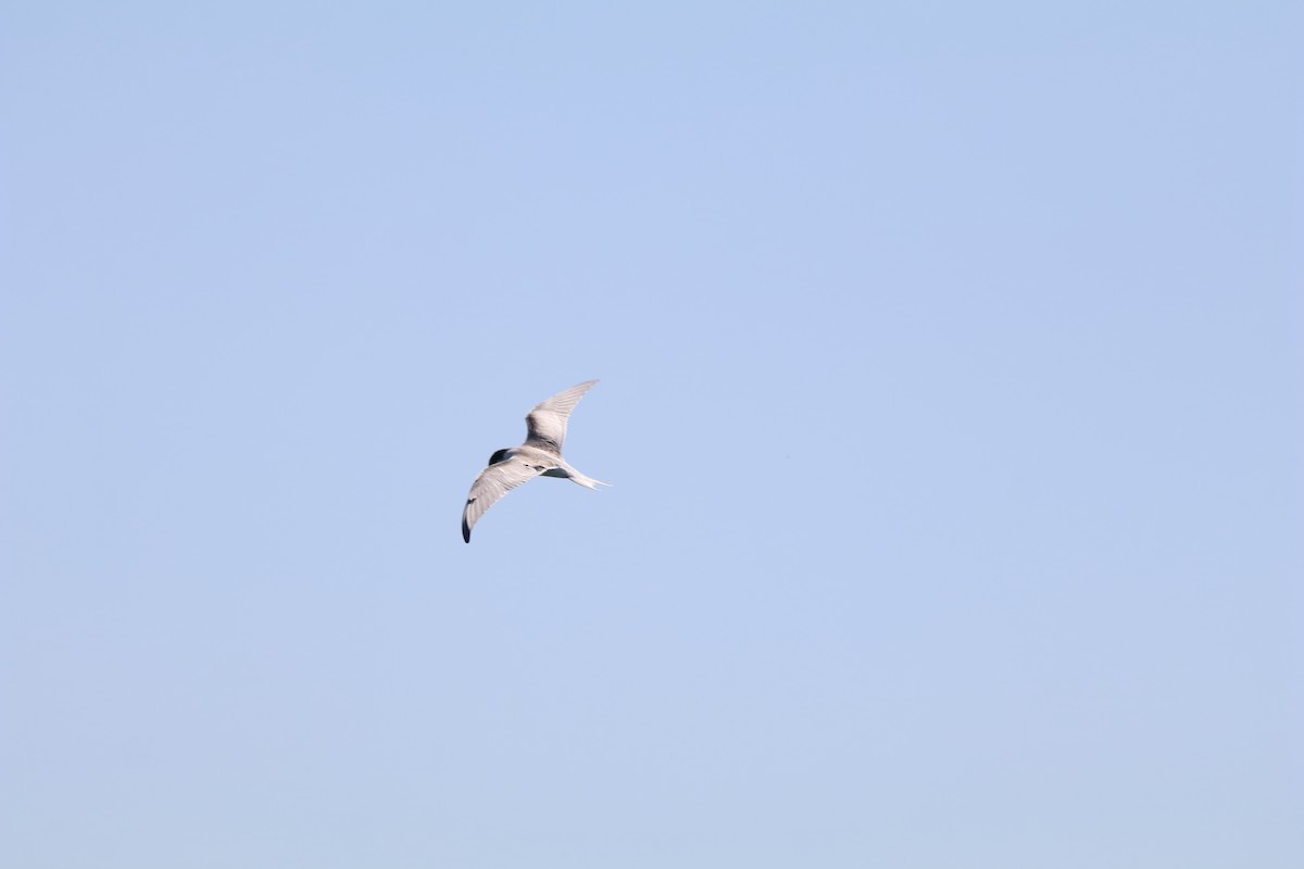 Sterna codalunga - ML646656616