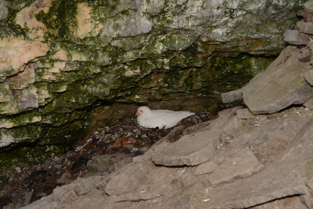 Snowy Sheathbill - ML646656618