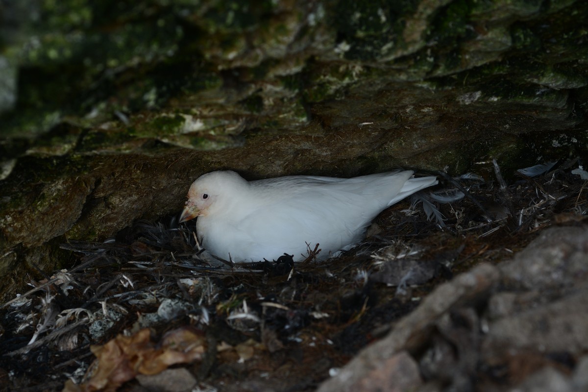 Snowy Sheathbill - ML646656619