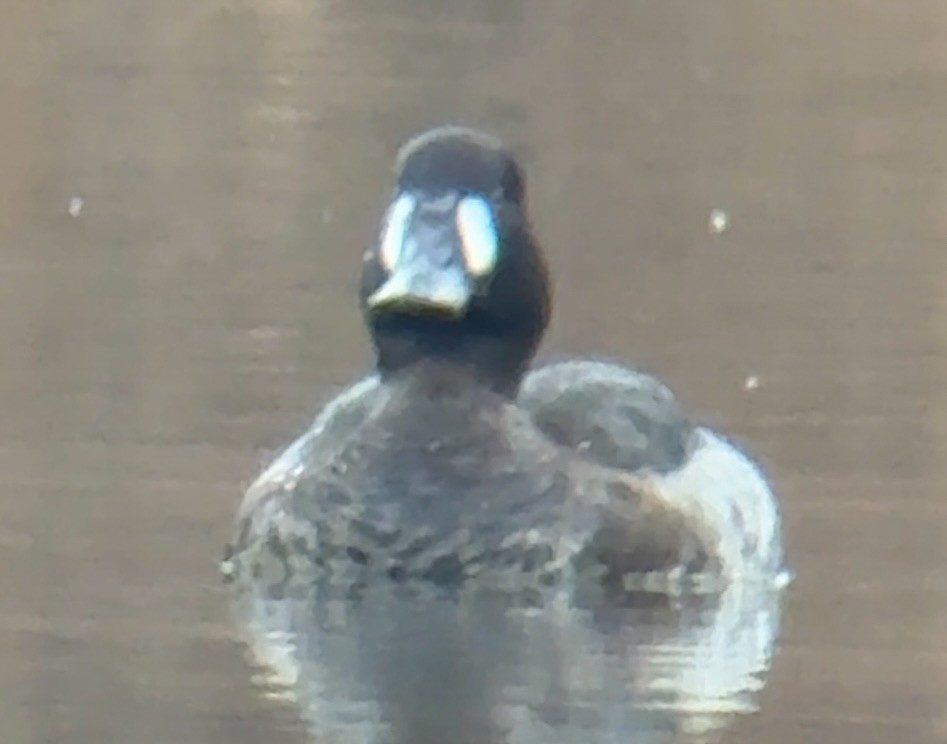 Greater Scaup - ML646656620