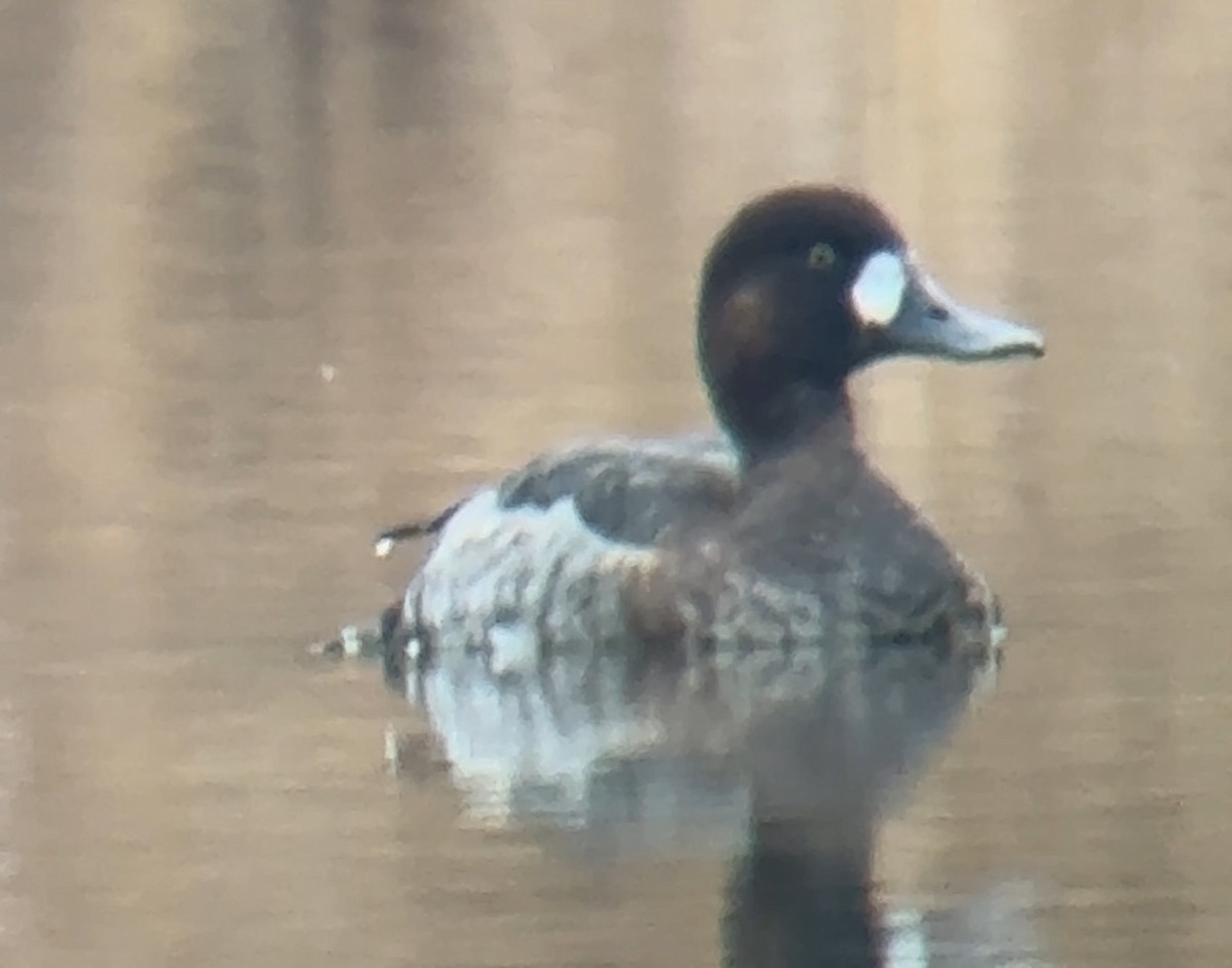 Greater Scaup - ML646656621