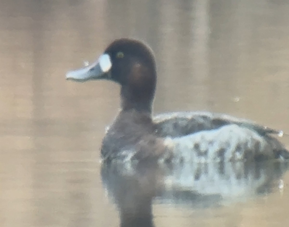 Greater Scaup - ML646656622