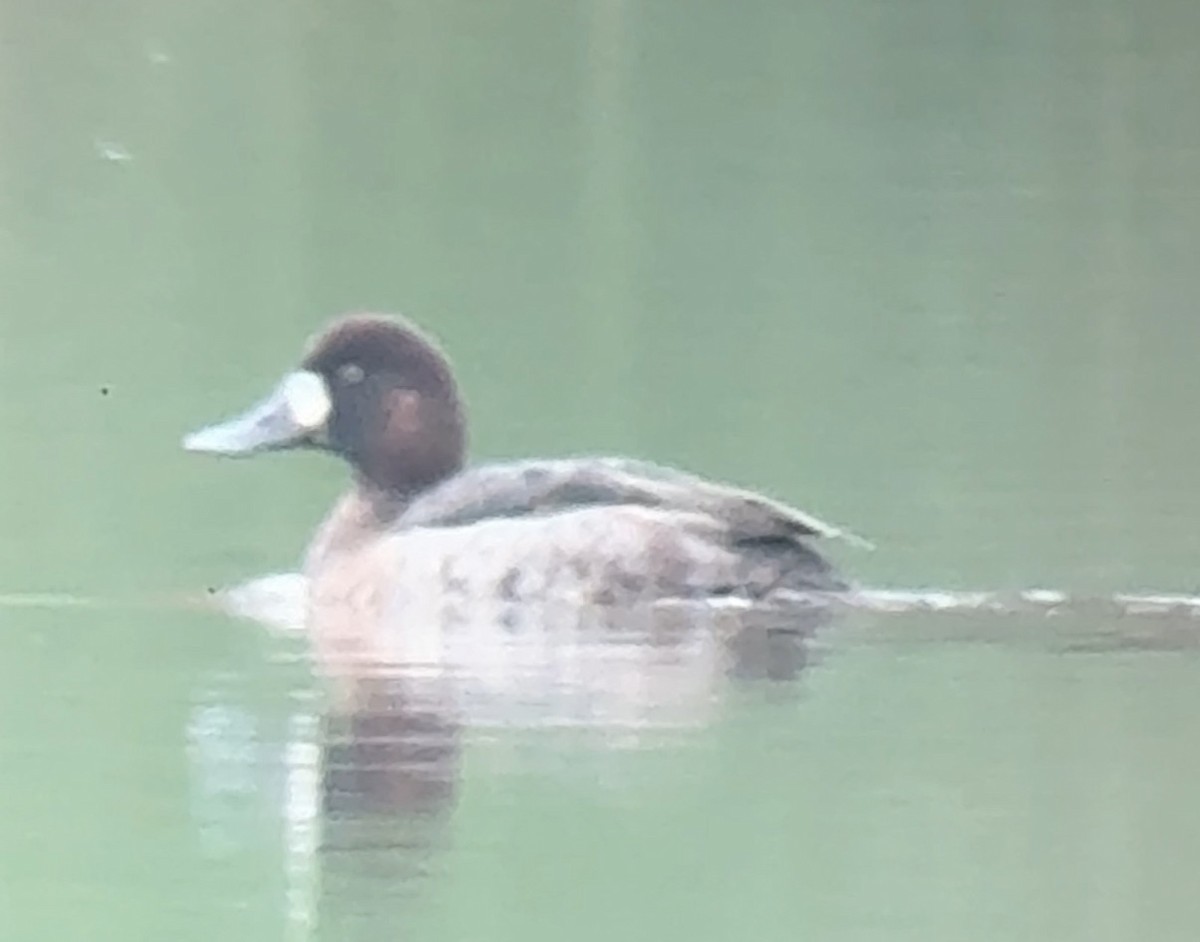 Greater Scaup - ML646656623