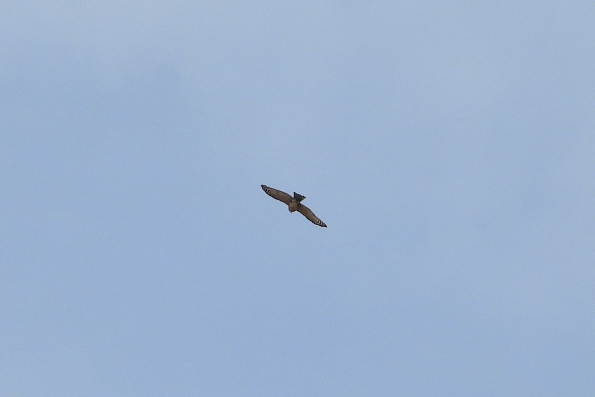 Sharp-shinned Hawk - ML646656629