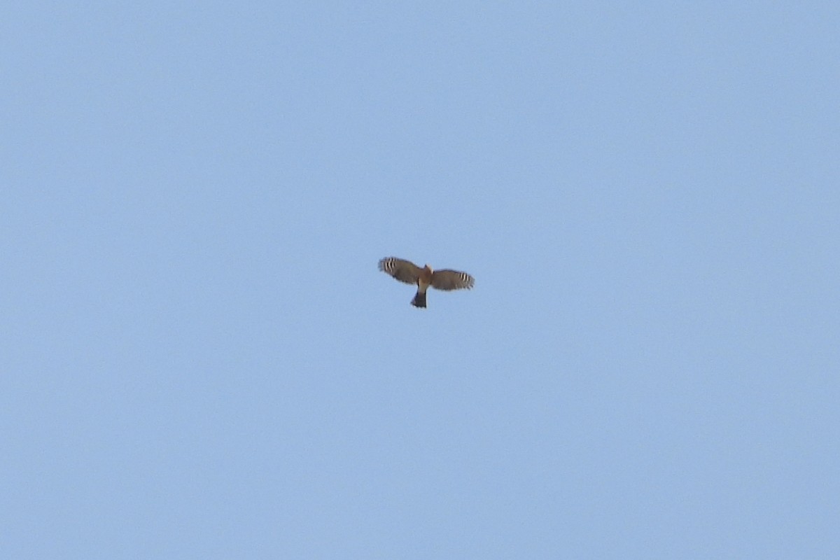 Sharp-shinned Hawk - ML646656630