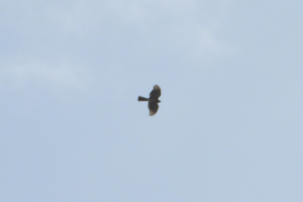 Sharp-shinned Hawk - ML646656631