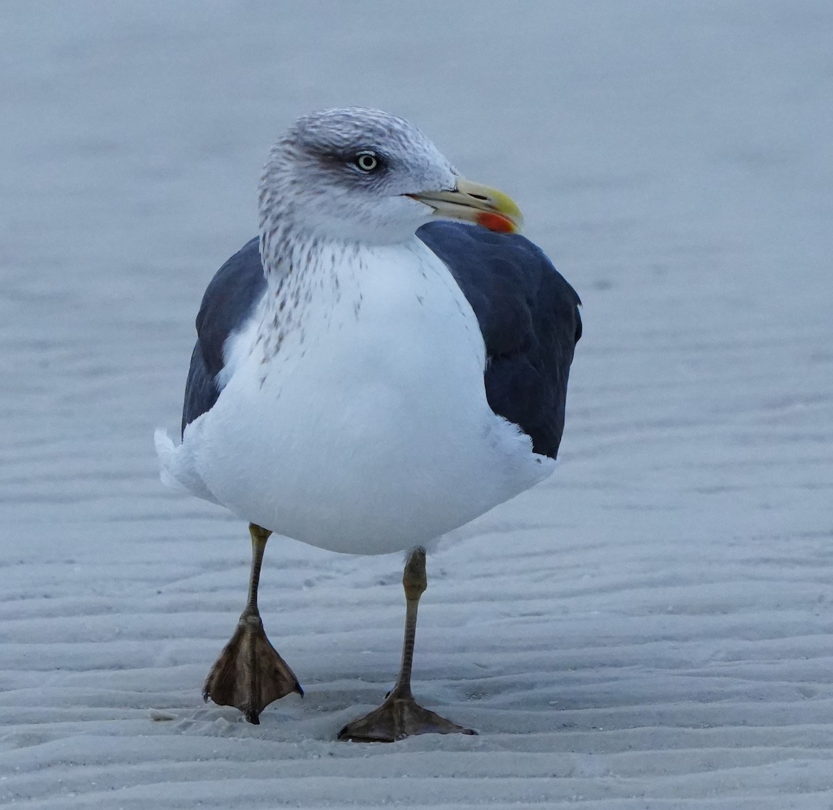 Kaio iluna - ML646656632