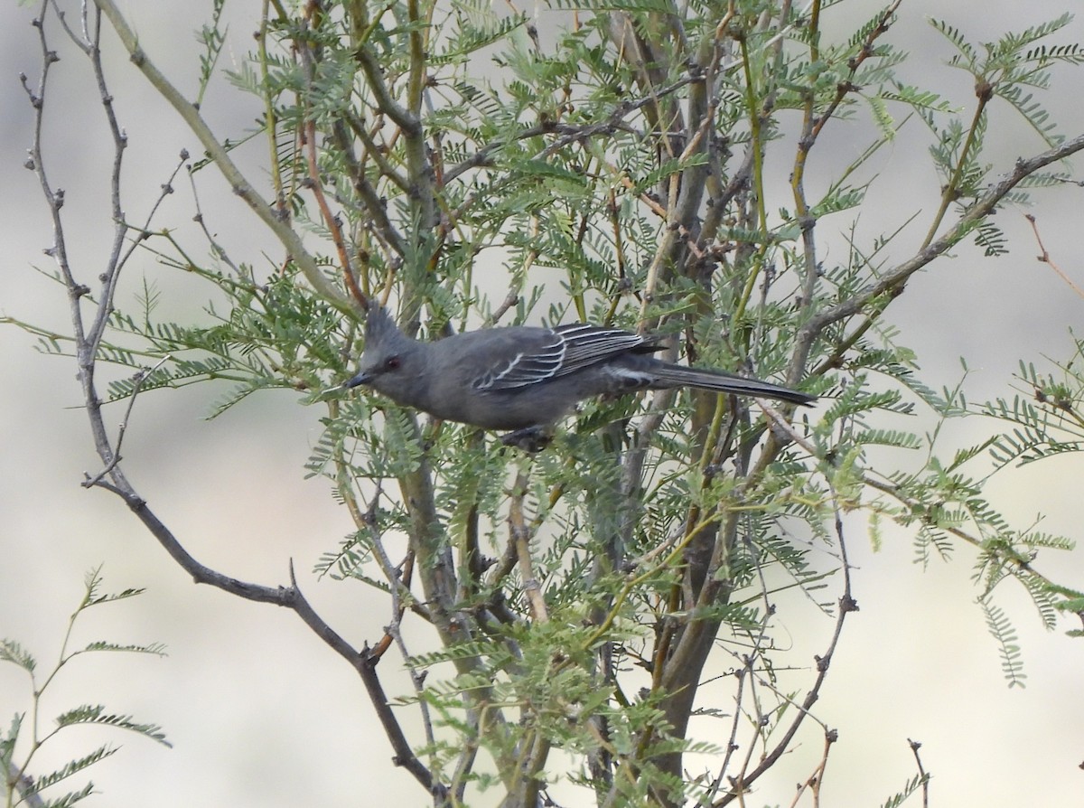 Phainopepla - ML646656633