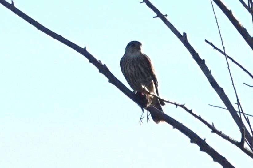 Belatz txikia - ML646656634