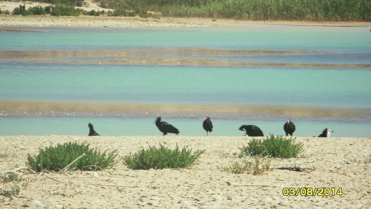 Ibis Eremita - ML646656635