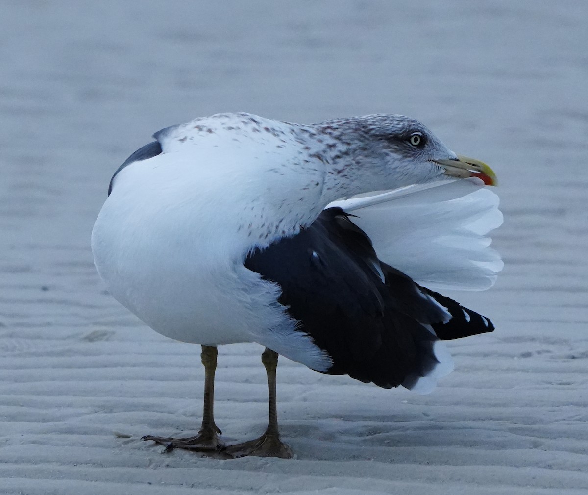 Kaio iluna - ML646656636