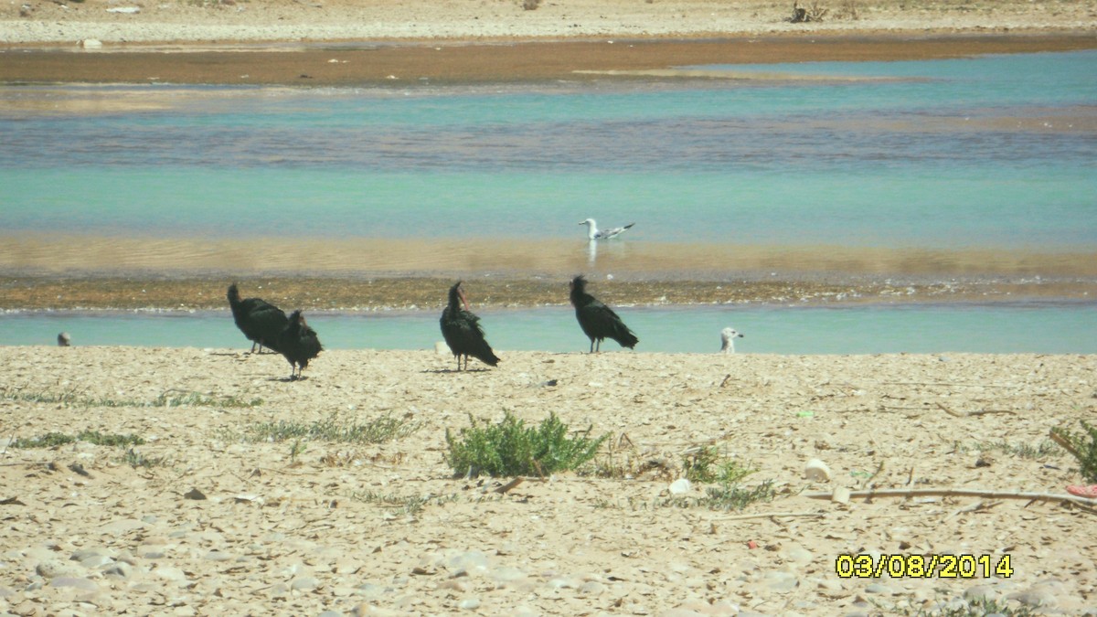 Ibis Eremita - ML646656637