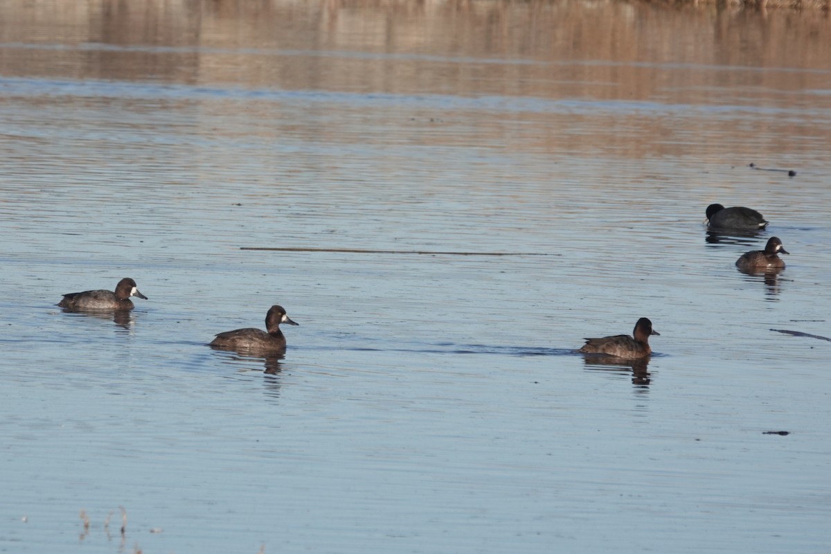 Murgilari txikia - ML646656640