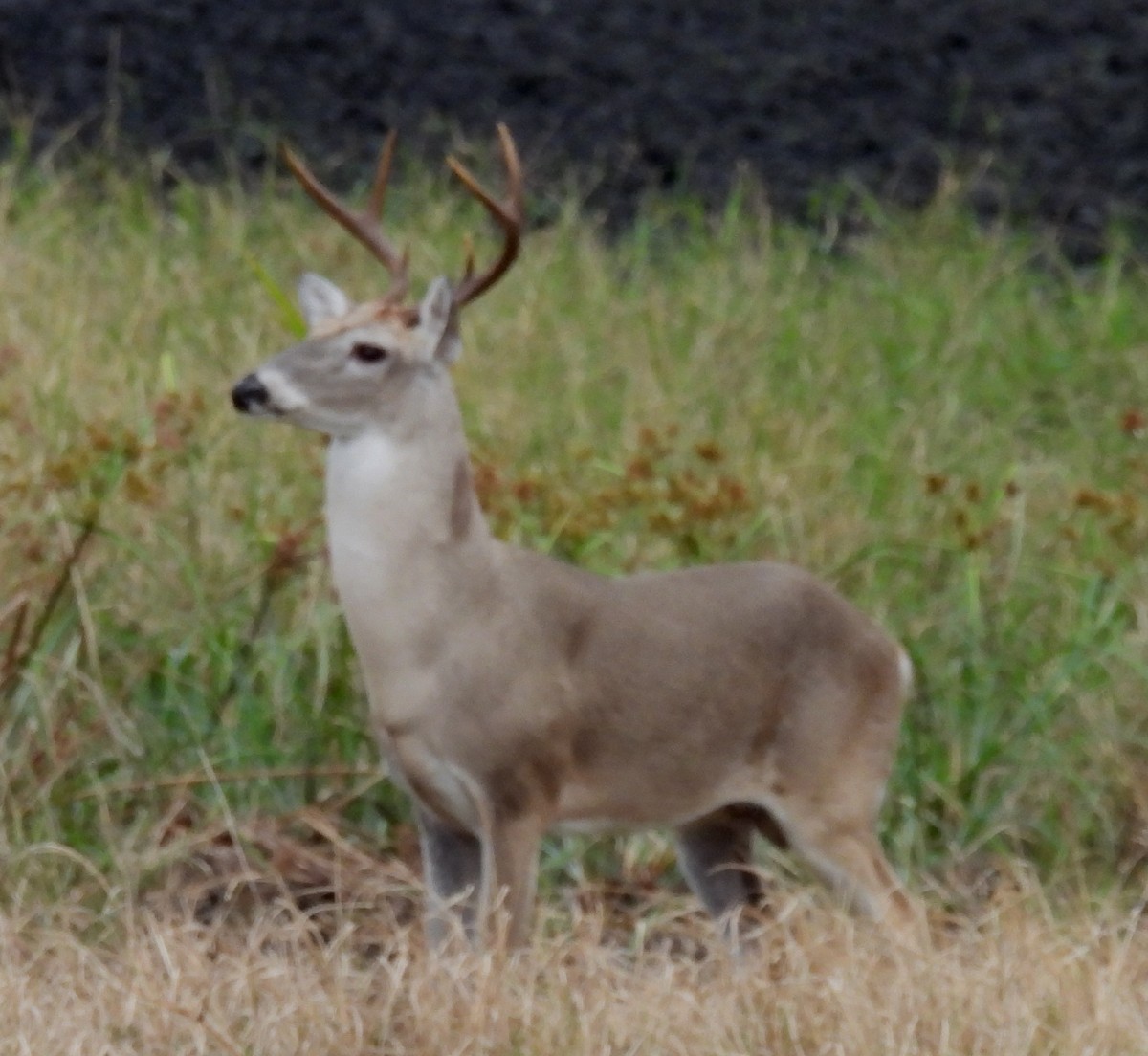 Venado de cola blanca - ML646656665