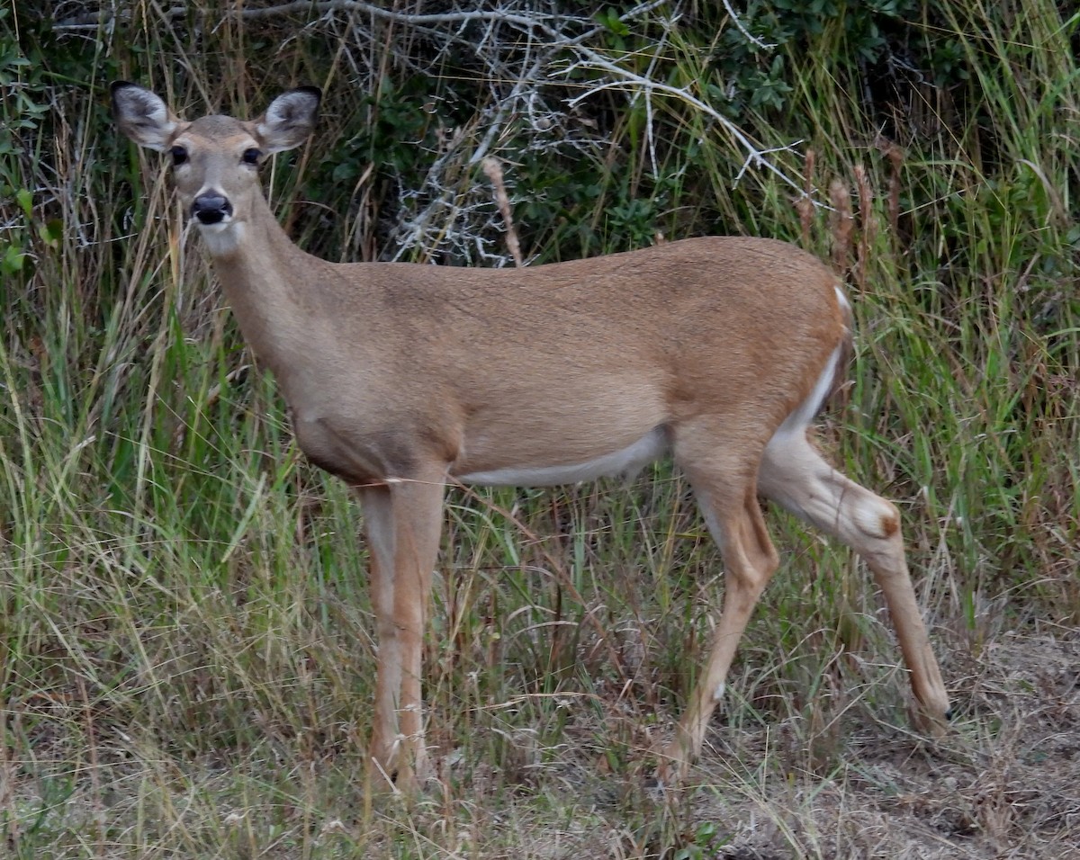 Venado de cola blanca - ML646656670