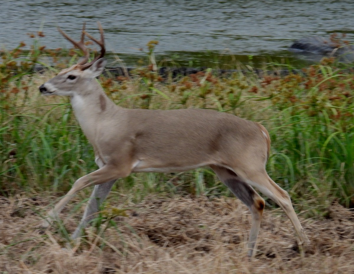 Venado de cola blanca - ML646656671