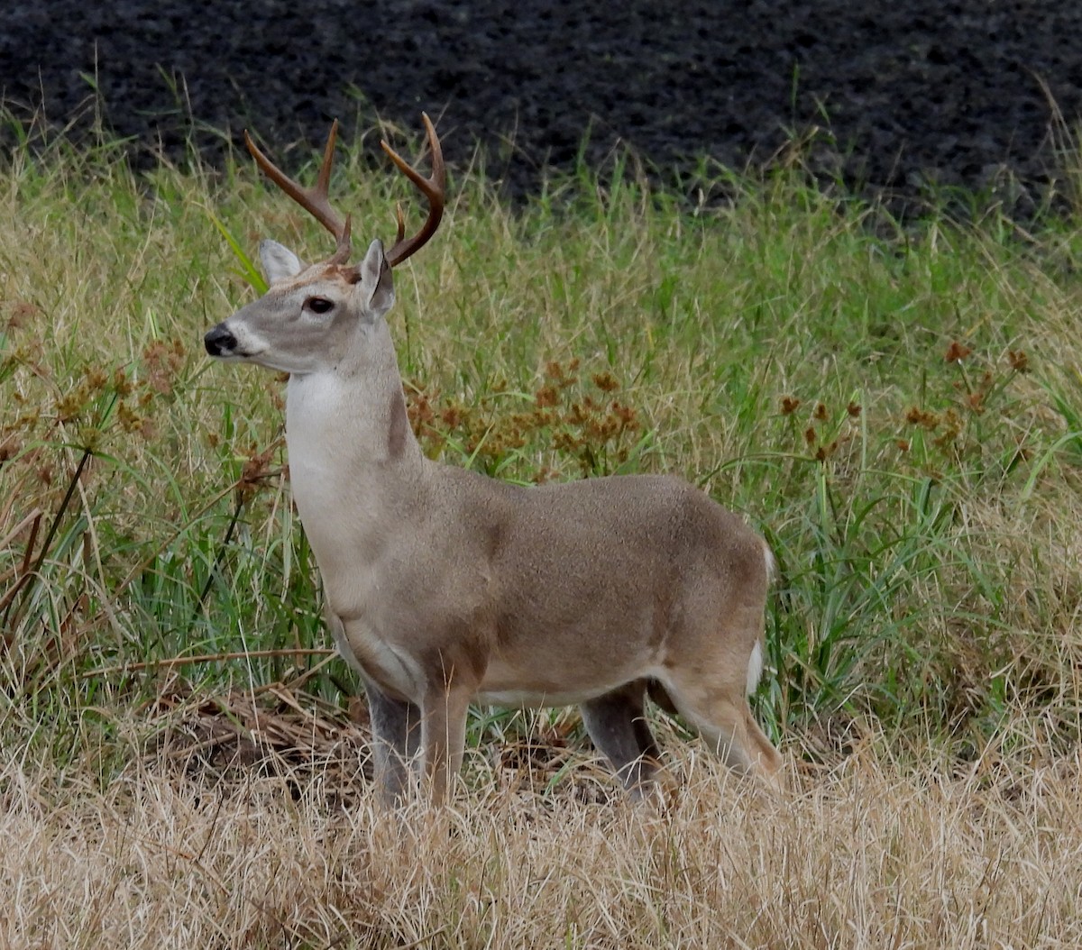 Venado de cola blanca - ML646656672