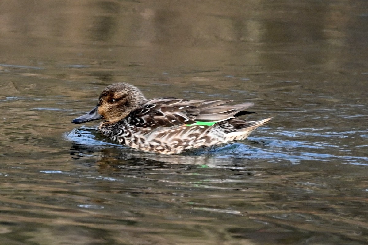 Green-winged Teal - ML646656673