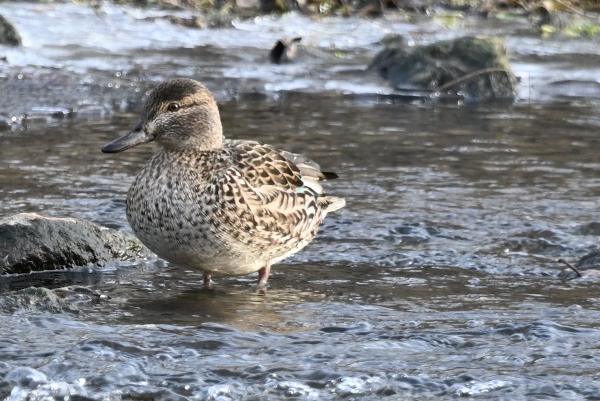 Green-winged Teal - ML646656674