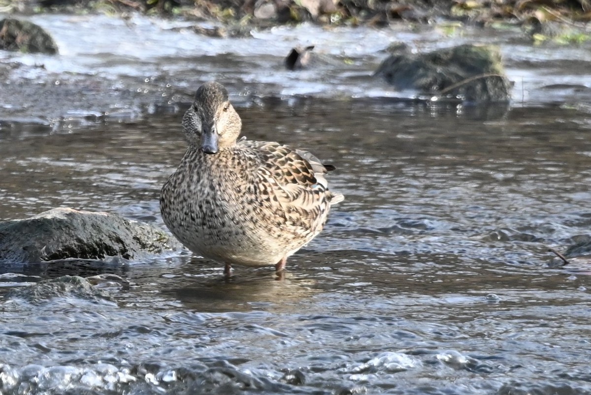Green-winged Teal - ML646656675